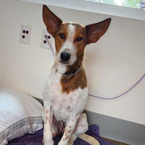 adoptable Dog in Houston, TX named PHOENIX