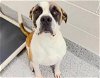 adoptable Dog in houston, TX named BARNEY