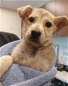 adoptable Dog in hou, TX named A618861
