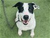 adoptable Dog in houston, TX named DOVE