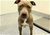adoptable Dog in hou, TX named A618971