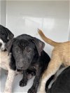 adoptable Dog in houston, TX named HOPE