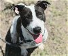 adoptable Dog in houston, TX named DYNA