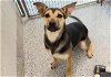 adoptable Dog in houston, TX named CADENCE