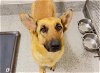adoptable Dog in houston, TX named DOLLY