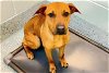 adoptable Dog in houston, TX named HENNA