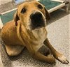adoptable Dog in houston, TX named JR