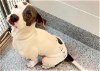 adoptable Dog in houston, TX named LAINEY