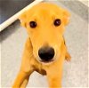adoptable Dog in hou, TX named A619735