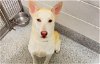 adoptable Dog in houston, TX named KANE