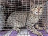 adoptable Cat in houston, TX named ATLAS