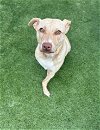 adoptable Dog in houston, TX named LADYBUG