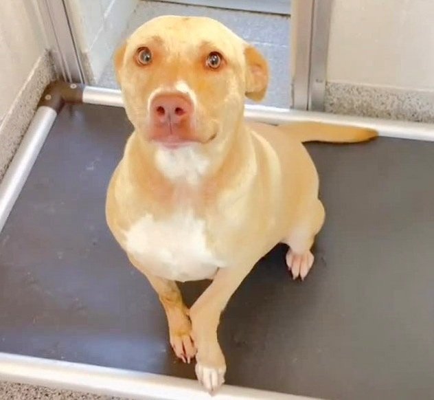 adoptable Dog in Houston, TX named LADYBUG