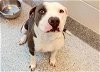 adoptable Dog in houston, TX named ANNABELLE