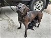 adoptable Dog in houston, TX named DAISY