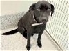 adoptable Dog in houston, TX named BAILEY