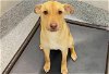 adoptable Dog in hou, TX named GINGER