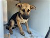 adoptable Dog in houston, TX named CODY