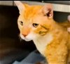 adoptable Cat in houston, TX named CRUSH