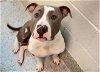 adoptable Dog in houston, TX named ATHENA