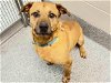 adoptable Dog in houston, TX named JONA
