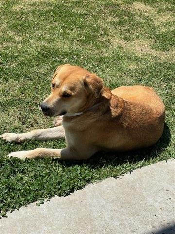 adoptable Dog in Houston, TX named EMMY