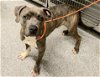 adoptable Dog in houston, TX named DEAN