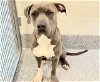 adoptable Dog in hou, TX named DEAN
