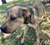 adoptable Dog in houston, TX named GUNNER