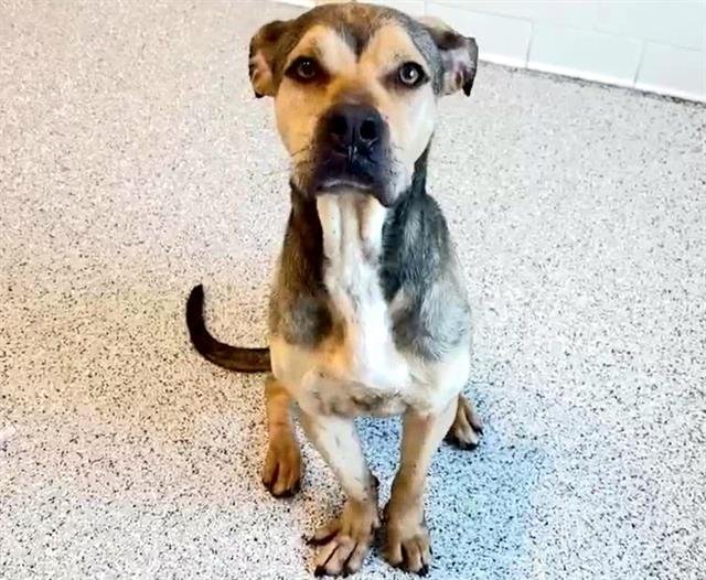 adoptable Dog in Houston, TX named GUNNER