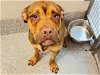 adoptable Dog in houston, TX named BRUCE
