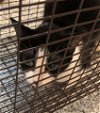 adoptable Cat in houston, TX named DAISY