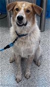 adoptable Dog in hou, TX named DEWEY