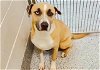 adoptable Dog in houston, TX named BREEZY