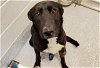 adoptable Dog in houston, TX named AVA