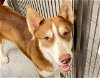 adoptable Dog in houston, TX named ATARI