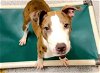 adoptable Dog in houston, TX named AUTUMN