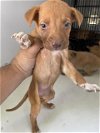 adoptable Dog in hou, TX named A620332