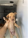 adoptable Dog in hou, TX named A620333