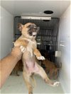 adoptable Dog in hou, TX named A620334