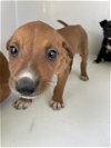 adoptable Dog in hou, TX named A620339