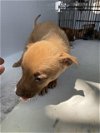 adoptable Dog in hou, TX named A620342