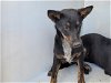 adoptable Dog in houston, TX named CLUTCH