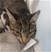 adoptable Cat in houston, TX named LAVENDER