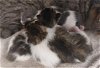 adoptable Cat in houston, TX named CILANTRO