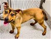 adoptable Dog in houston, TX named DORI