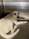 adoptable Dog in houston, TX named KATE