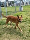 adoptable Dog in houston, TX named HEATH