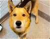 adoptable Dog in houston, TX named AXEL