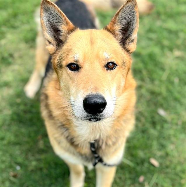 adoptable Dog in Houston, TX named AXEL